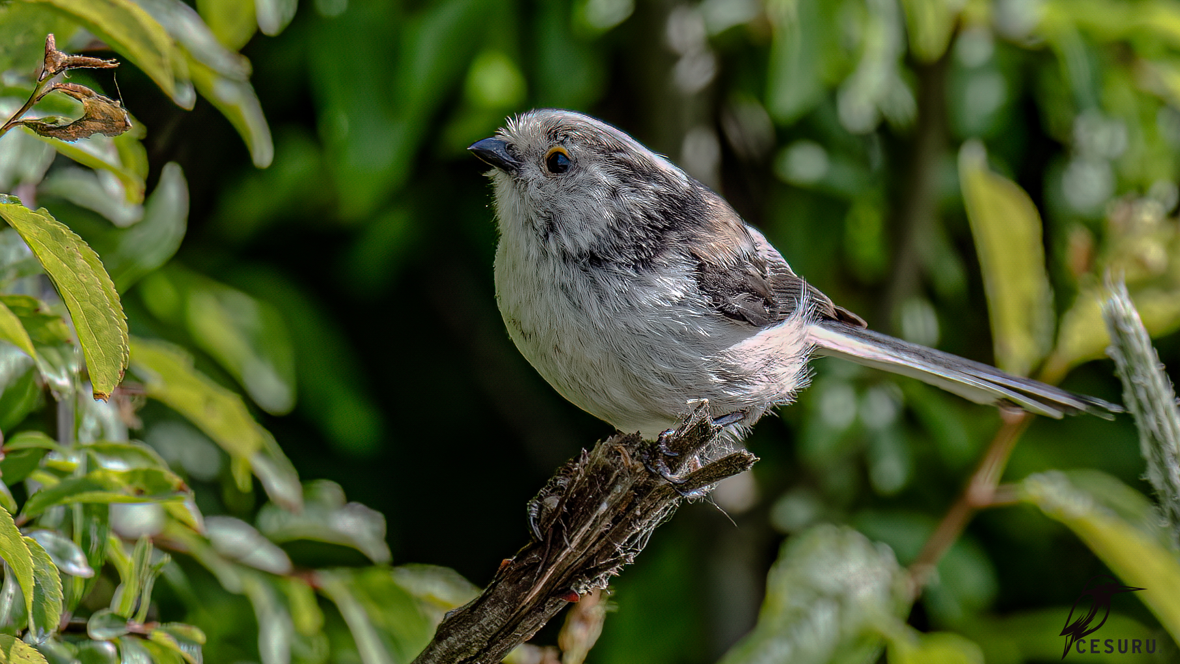 Long-tailed Tit